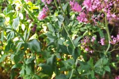 Centranthus ruber ruber_Merce Vallicrosa CC BY-NC