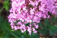 Centranthus ruber ruber_Merce Vallicrosa CC BY-NC