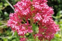 Centranthus ruber ruber_Pep Alboquers