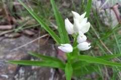 Cephalanthera longifolia_Aurelia Esteve