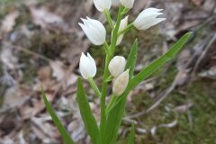 Cephalanthera longifolia_Neus Julia 