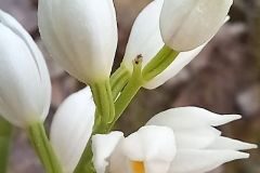 Cephalanthera longifolia_Neus Julia