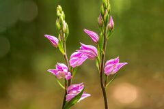 Cephalanthera rubra_Joaquim Reberte
