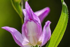 Cephalanthera rubra_Joaquim Reberte