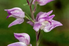 Cephalanthera rubra_Joaquim Reberte