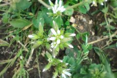 Cerastium glomeratum_Eden Ramirez