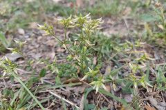 Cerastium glomeratum_Eden Ramirez