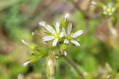 Cerastium glomeratum_Jordi Bassols CC BY-NC