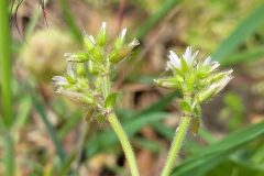 Cerastium glomeratum_Jordi Bassols CC BY-NC