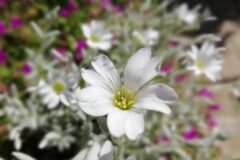 Cerastium tomentosum_Miquel Carandell CC BY-NC