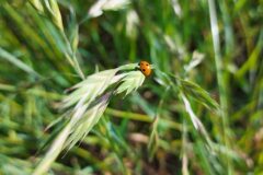 Ceratochloa cathartica_Dolors Marsol