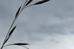 Ceratochloa cathartica_Josep Lluis Berdonces CC BY-NC