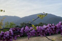 Cercis siliquastrum_Ivet Costa