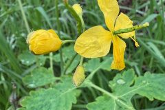 Chelidonium majus_Andres Tello