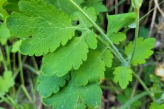 Chelidonium majus_Jordi Bassols CC BY-NC SA