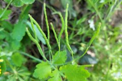 Chelidonium majus_Jordi Bassols CC BY-NC SA