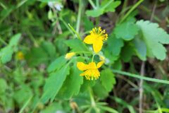 Chelidonium majus_Jordi Bassols CC BY-NC SA