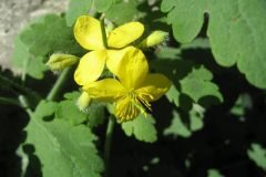 Chelidonium majus_Jordi Puyuelo