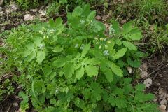 Chelidonium majus_Katarzyna Zarnowiec CC BY-SA