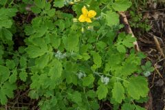 Chelidonium majus_Katarzyna Zarnowiec CC BY-SA