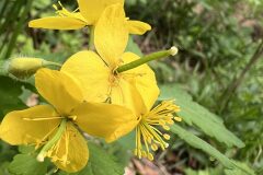 Chelidonium majus_Kris Van Puymbroeck