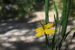 Chelidonium majus_Margarida Vila CC BY-NC