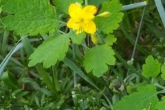 Chelidonium majus_Merce Vallicrosa CC BY-NC