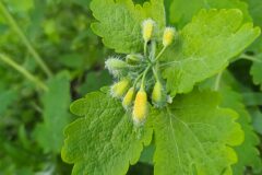 Chelidonium majus_Merce Vallicrosa CC BY-NC