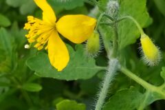 Chelidonium majus_Merce Vallicrosa CC BY-NC