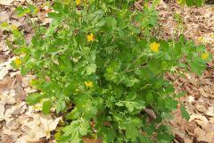 Chelidonium majus_Merce Vallicrosa CC BY-NC