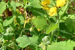 Chelidonium majus_Neus Julia 