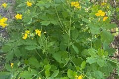 Chelidonium majus_Susana Tonera