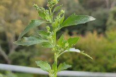 Chenopodiastrum murale_Eden Ramirez