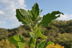 Chenopodium album_Eden Ramirez