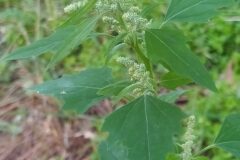 Chenopodium album_Merce Vallicrosa CC BY-NC