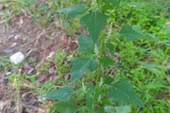 Chenopodium album_Merce Vallicrosa CC BY-NC