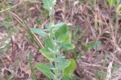 Chenopodium album_Merce Vallicrosa CC BY-NC