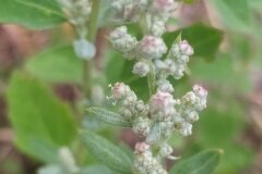 Chenopodium album_Merce Vallicrosa CC BY-NC