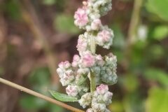 Chenopodium album_Merce Vallicrosa CC BY-NC