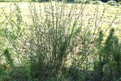 Chondrilla juncea_Joaquim Reberte