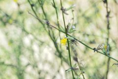 Chondrilla juncea_Joaquim Reberte