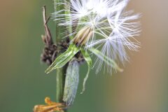 Chondrilla juncea_Joaquim Reberte