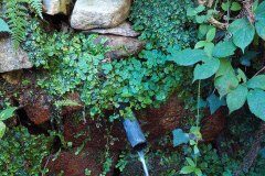 Chrysosplenium oppositifolium_Joaquim Reberte