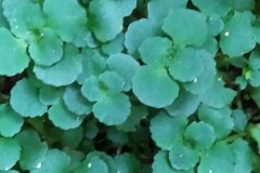 Chrysosplenium oppositifolium_Merce Vallicrosa CC BY-NC