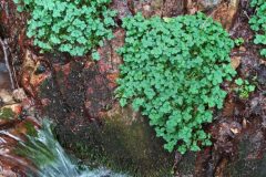 Chrysosplenium oppositifolium_Merce Vallicrosa CC BY-NC
