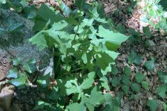 Cicerbita muralis muralis_Merce Vallicrosa CC BY-NC