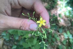 Cicerbita muralis muralis_Merce Vallicrosa CC BY-NC