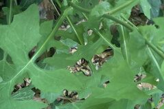 Cicerbita muralis muralis_Merce Vallicrosa CC BY-NC