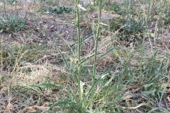 Cichorium intybus intybus_Isabel Gallen CC BY-NC