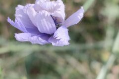 Cichorium intybus intybus_Isabel Gallen CC BY-NC